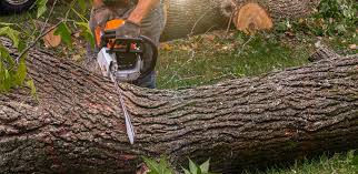 Best Tree Preservation Services  in West Homestead, PA