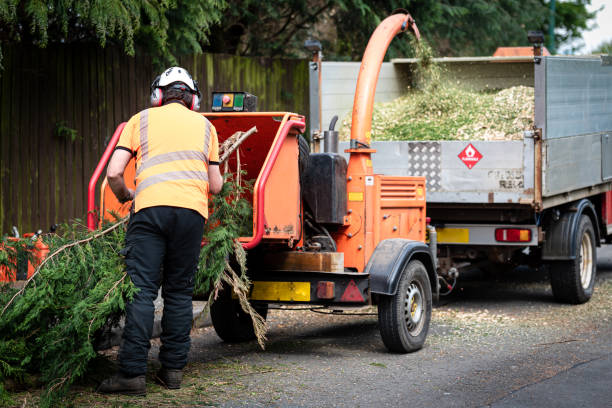 How Our Tree Care Process Works  in  West Homestead, PA