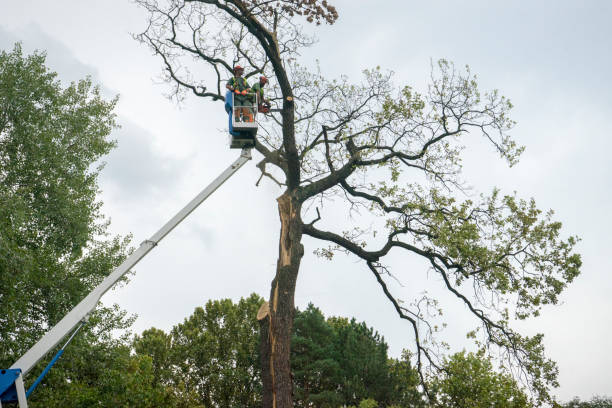 Best Root Management and Removal  in West Homestead, PA