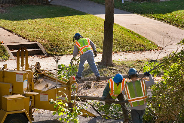 Best Tree Trimming and Pruning  in West Homestead, PA